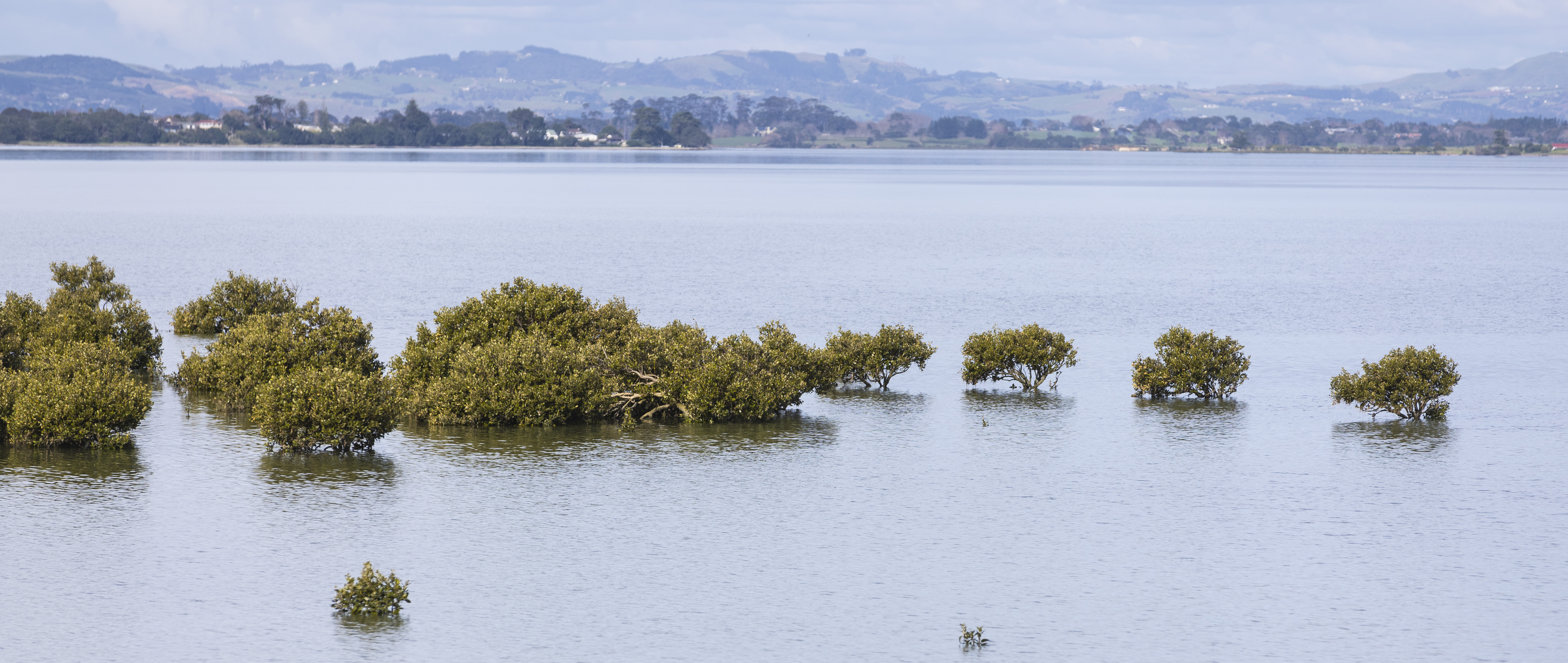 Mangroves